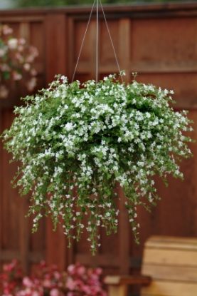 Picture of Bacopa - Snowtopia